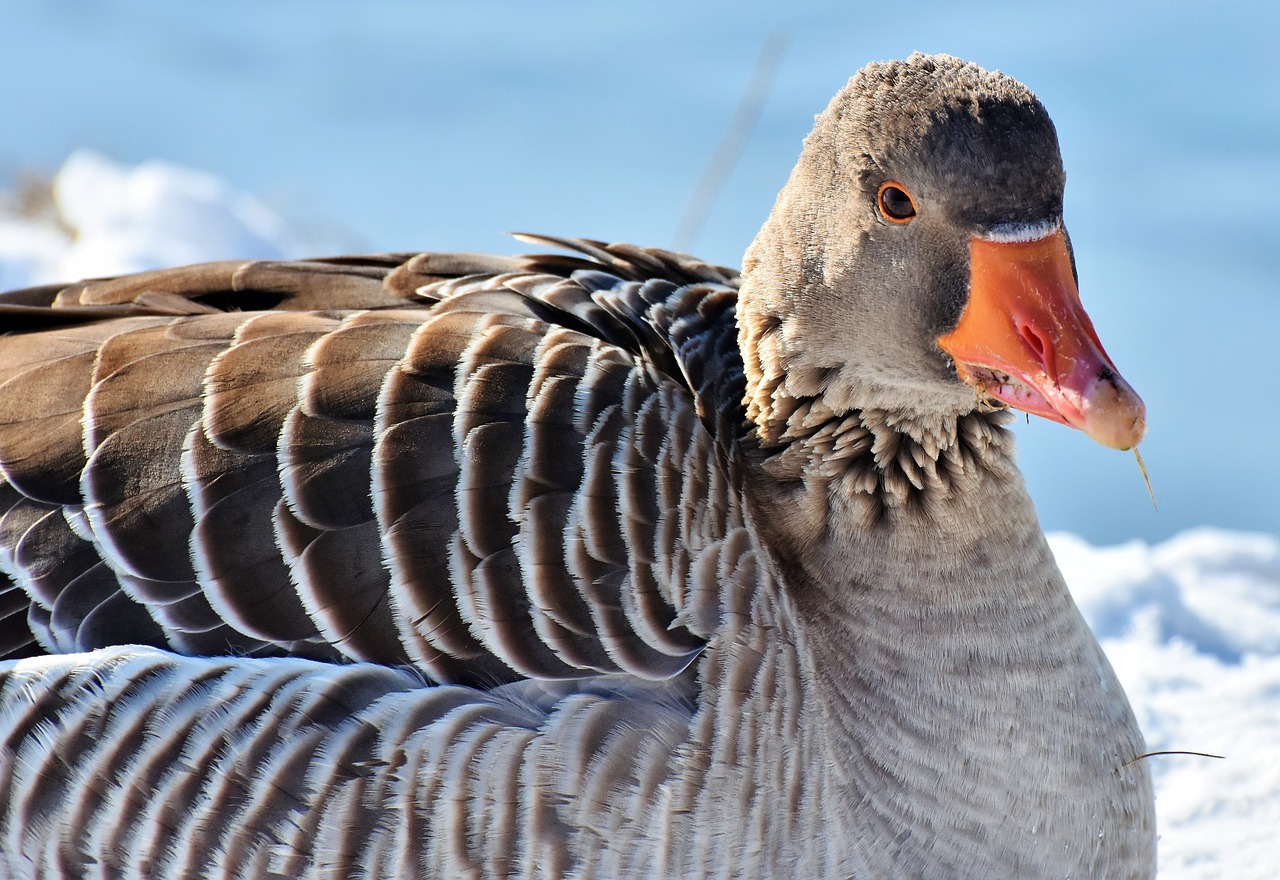WADDLE Synonyms and Related Words. What is Another Word for WADDLE