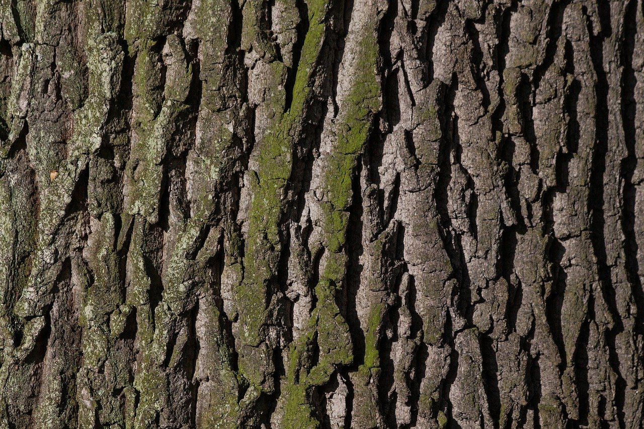 BARK: Synonyms and Related Words. What is Another Word for BARK ...