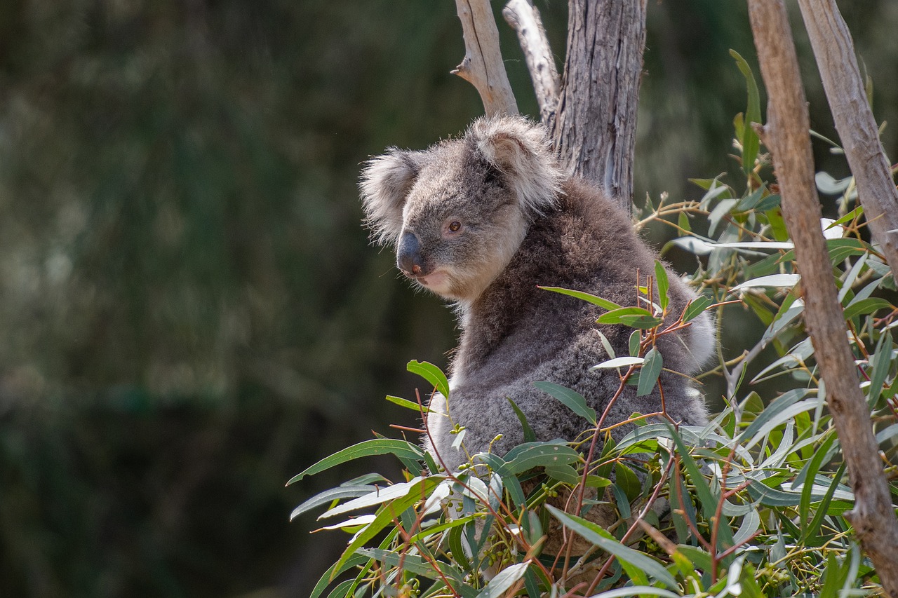 ARBOREAL Synonyms And Related Words What Is Another Word For ARBOREAL 