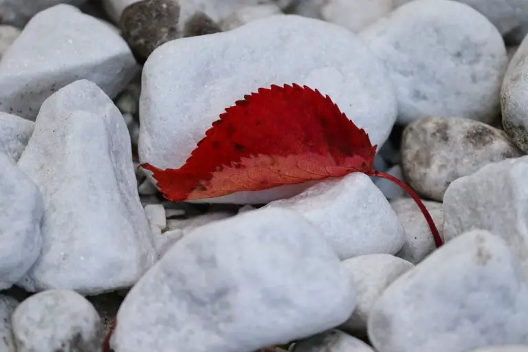 FAVOR Synonyms and Related Words. What is Another Word for FAVOR?