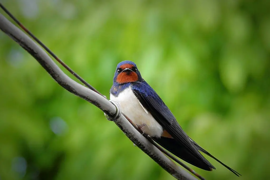 swallow-synonyms-and-related-words-what-is-another-word-for-swallow