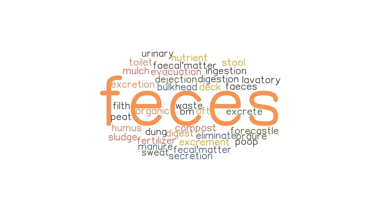 FECES Synonyms And Related Words What Is Another Word For FECES GrammarTOP