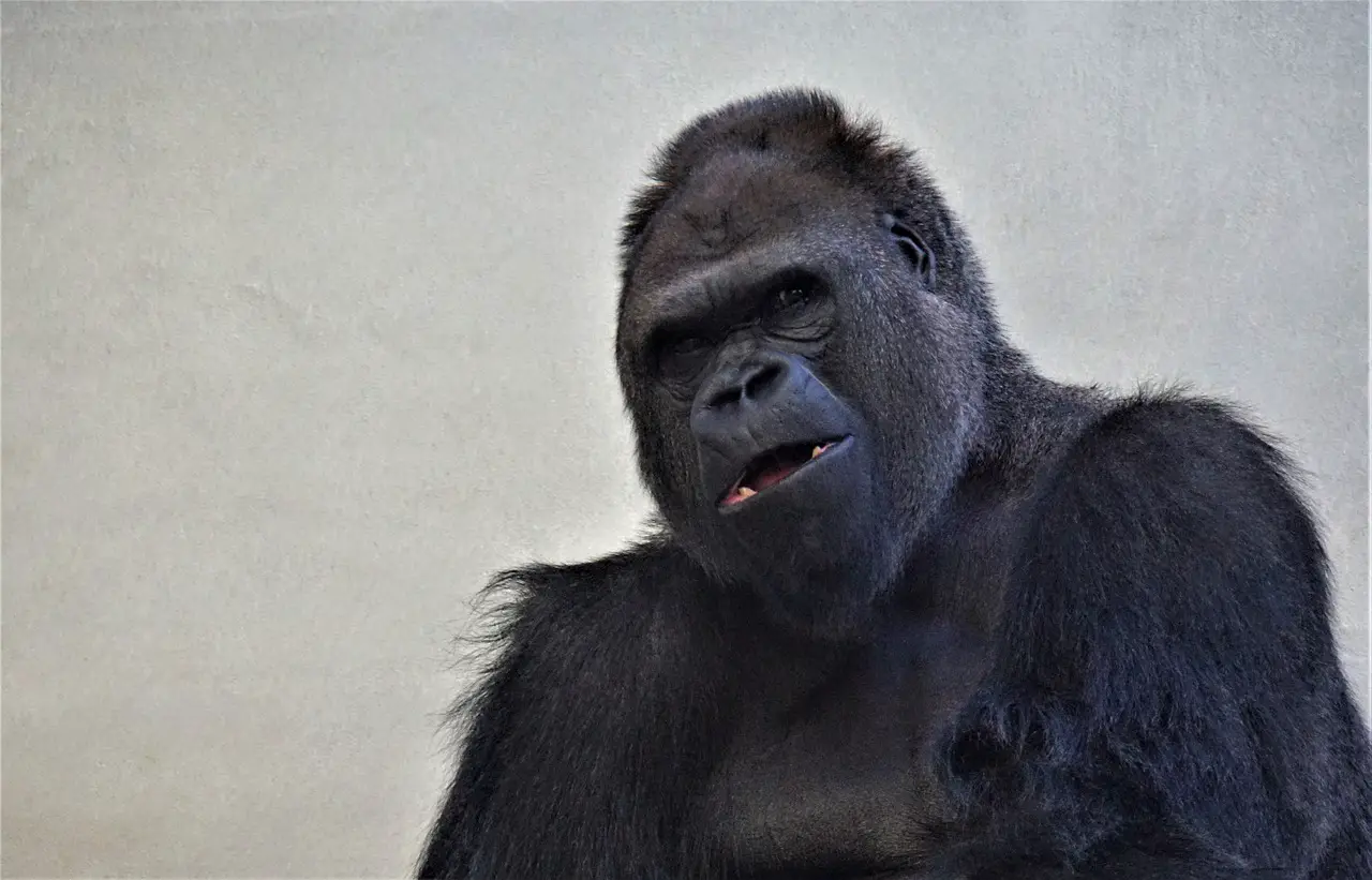 Страшная горилла фото