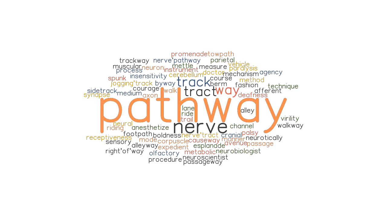 PATHWAY Synonyms And Related Words What Is Another Word For PATHWAY 